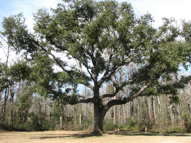 Diamondhead Country Club - Old Oaks