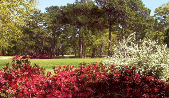 Sunkist Country Club - Greens