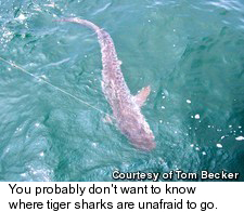 Fishing Charters
